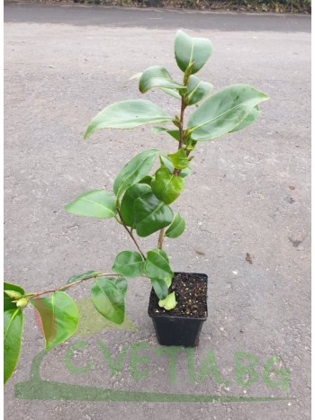 Камелия Camellia Lady Campbell
